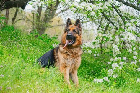 alsatian dog video